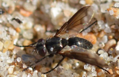 Periscepsia carbonaria
